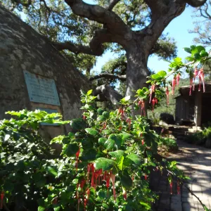 Ribes speciosum blooming by the Blaksley Boulder, Spring in the Garden, February 2013, SBBG