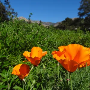 California poppies blooming in the lower Meadow, Ground Cover Display, Spring in the Garden, February 2013, SBBG