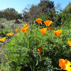 California poppies blooming in the lower Meadow, Ground Cover Display, Spring in the Garden, February 2013, SBBG