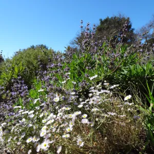 blooming in the lower Meadow, Ground Cover Display, Spring in the Garden, February 2013, SBBG