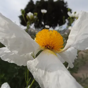 Matilija poppy flower