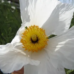 Matilija poppy flower