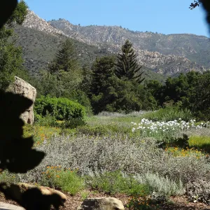 SBBG Meadow with Matilija poppies, wildflower display, Blaskley Boulder