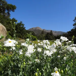 SBBG Meadow with Matilija poppies, wildflower display, Blaskley Boulder, La Cumbre Peak