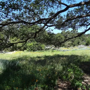 Lower Meado, under valley oak