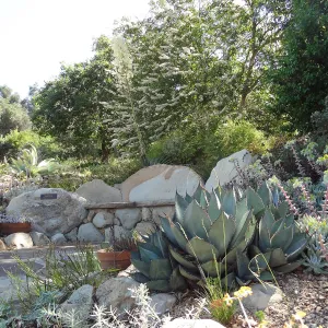 Dudleya in bloom, Dudleya Display garden