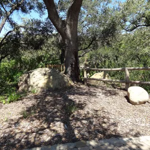 Under the Meadow Oaks