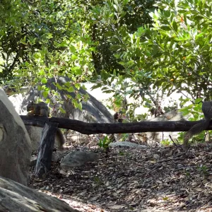 grey squirrels in the Meadow Oaks at SBBG