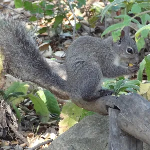 grey squirrels in the Meadow Oaks at SBBG