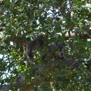 grey squirrels in the Meadow Oaks at SBBG