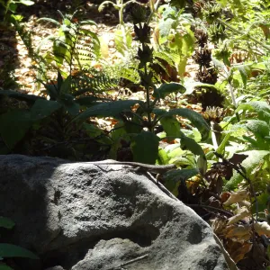 Under the Meadow Oaks, lizard on sandstone boulder