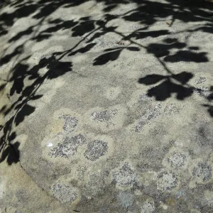 Shadow, Desert Section, sandstone boulder