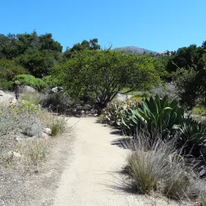 SBBG Desert Section, dirt path