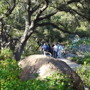 SBBG hosts Santa Barbara Chamber of Commerce Mixer, June 2013, Garden Tour, visitors walking in the Meadow Oaks