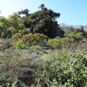 Garden Meadow, Ground Cover Display
