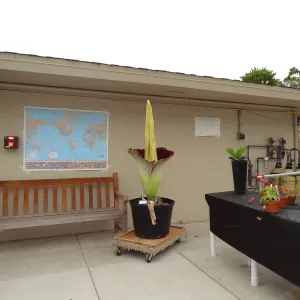 Titan arum, Corpse flower at UC Santa Barbara, SBBG staff field trip