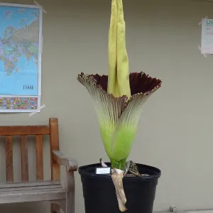 Titan arum, Corpse flower at UC Santa Barbara, SBBG staff field trip