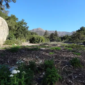 SBBG Meadow Revival Project, August 2013
