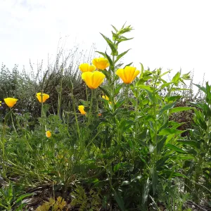 spring poppies on the east slope