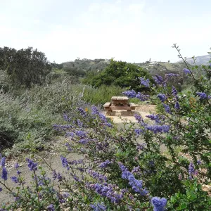 blooming on the Porter Trail