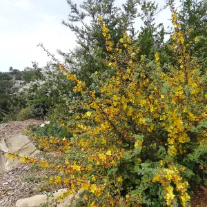 blooming on the Porter Trail