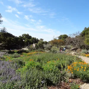 Lower Meadow wildflower display