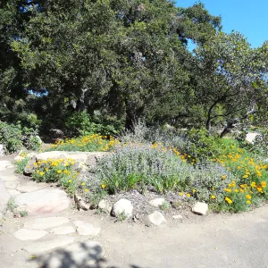 Wildflowers blooming at the edge of the Meadow Oaks