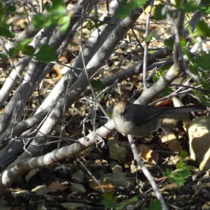 bird in the Desert Section in the late afternoon