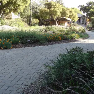 Lower Meadow and pavered path leading back to the Courtyard, late afternoon sunlight