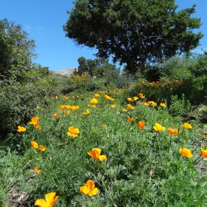 poppies on the Porter Trail