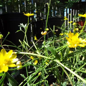 Spring Plant Sale 2013, Ranunculus