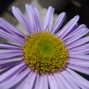 Spring Plant Sale 2013, Erigeron