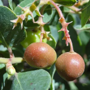 Manzanita in fruit at Garden entrance