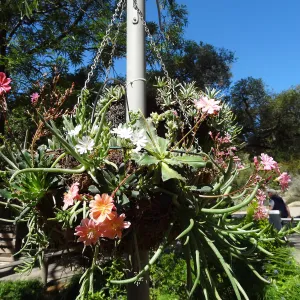 Hanging baskets at Garden entrance, Lewisia and Dudleya