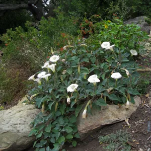 Datura wrightii on the Campbell Trail