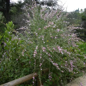 Malacothamnus jonesii on the Campbell Trail