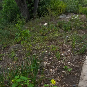 Iris bed on the Campbell Trail after clean-up