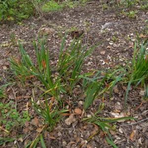 Iris bed on the Campbell Trail after clean-up