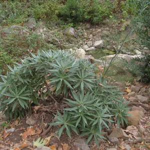 Weedy Echium in Mission Creek below the dam