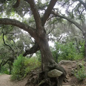 Oak (Coastal Live Oak) near old Island Section with Ruth Emanuel bolder