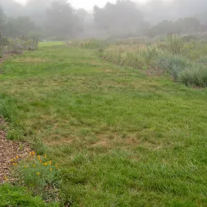 Festuca lawn in the Meadow