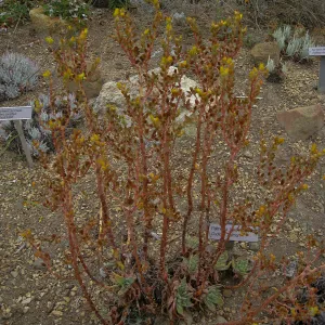Dudleya palmeri in flower in Dudleya display