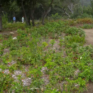 Berberis aquifolium patch in Meadow View