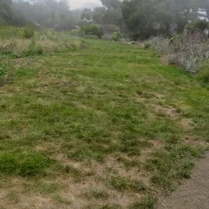 Festuca lawn