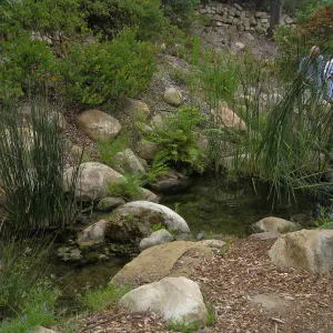 Discovery Garden pond in the Arroyo