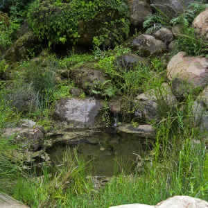 Seep in Discovery Garden, Arroyo