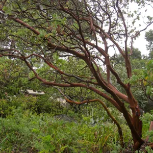 Manzanita in Home Demonstration Garden