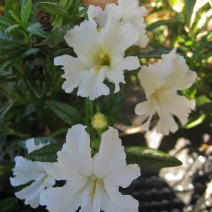 Mimulus Jelly Bean White