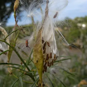  Asclepias fascicularis, close up of opened seed pods, at SBBG