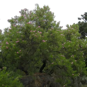 Chilopsis linearis, Desert Section, SBBG